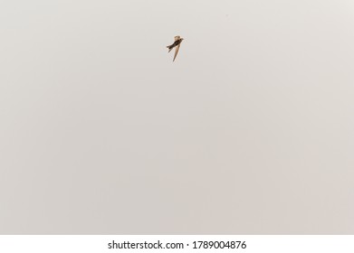 Common Swift, Apodiform Bird Of The Apodidae Family With The Scientific Name Of Apus Apus In Flight