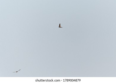 Common Swift, Apodiform Bird Of The Apodidae Family With The Scientific Name Of Apus Apus In Flight