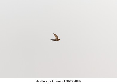 Common Swift, Apodiform Bird Of The Apodidae Family With The Scientific Name Of Apus Apus In Flight