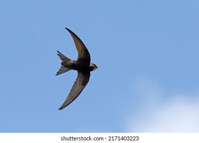 The Common Swift (Apus Apus)