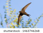 common swift (Apus apus) in flight