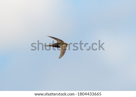 Common swift (Apus apus) in flight with a clouded sky