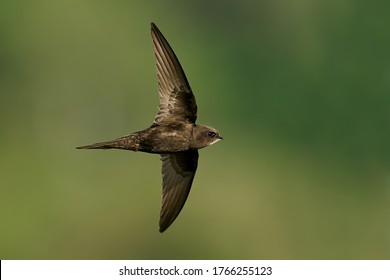 Common swift (Apus apus) in flight in its natural enviroment in Denmark