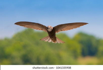 Common swift (Apus apus) in flight with soft background of the city park on a sunny summer day. One of the fastest birds on Earth.