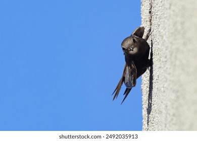 The common swift (Apus apus) is a medium-sized bird, superficially similar to the swallow but somewhat largert, hough not stemming from those passerine species, being in the order Apodiformes. - Powered by Shutterstock