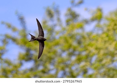 The common swift (Apus apus) is a medium-sized bird, superficially similar to the barn swallow or house martin but somewhat larger, though not stemming from those passerine species, being in the order Apodiformes.