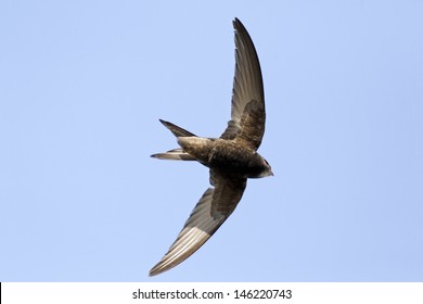 Common swift, Apus apus, single bird in flight, Warwickshire, May 2012
