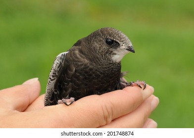 Common Swift Bird (Apus Apus) Bird In The Hand 