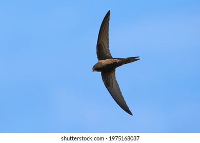 Common Swift Bird In Flight (Apus Apus)