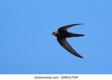 Common Swift Bird In Flight (Apus Apus)
