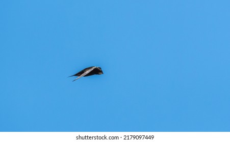 Common Swift Bird In Flight On Blue Sky Background