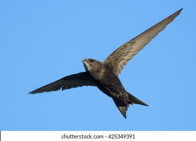 Common Swift (bird) isolated on blue sky.