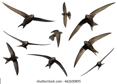 Common Swift (bird) Set Isolated On White.