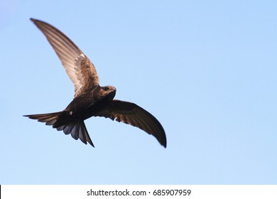 common swift flies against the sky ,Creative photos