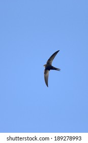 A Common Swift In Flight Against A Blue Sky, UK.