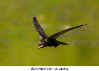 Common Swift In Flight With Beak Opened.