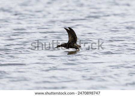 Common swift just before drinking