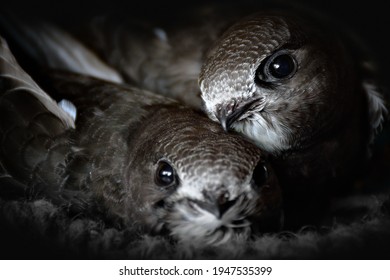 Common Swift Juveniles In Nest