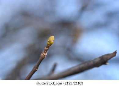 Common Sycamore Branch With Bud - Latin Name - Acer Pseudoplatanus