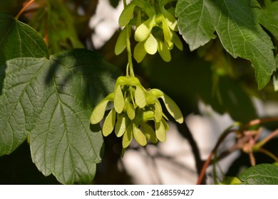 Common Sycamore Branch With Seeds - Latin Name - Acer Pseudoplatanus