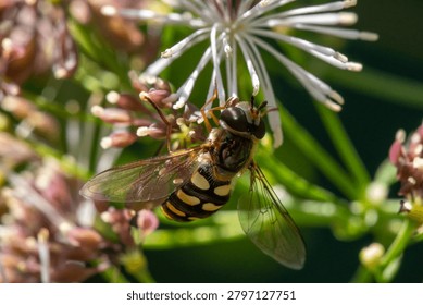A common syrphid hover fly (poss. Euopides luniger) pollinating a fluffy Thalictrum flower. Extreme close up