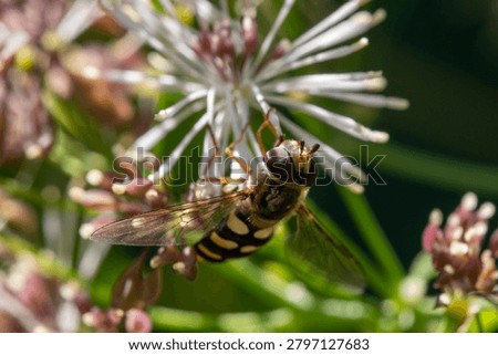 A common syrphid hover fly (poss. Euopides luniger) pollinating a fluffy Thalictrum flower. Extreme close up