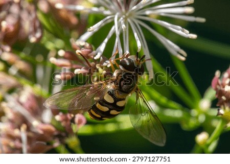 A common syrphid hover fly (poss. Euopides luniger) pollinating a fluffy Thalictrum flower. Extreme close up