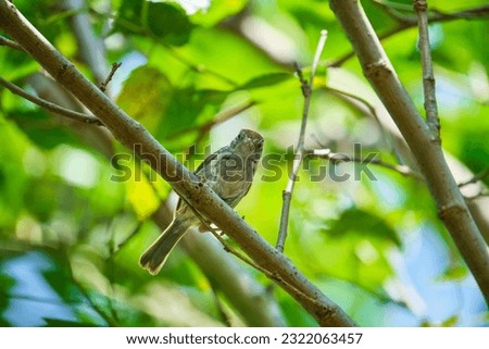 Similar – Image, Stock Photo Curious bird Nature Animal