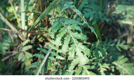 Common Tansy, Large Leaf, Growing