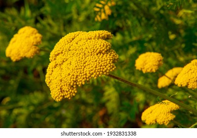 Common tansy (Tanacetum vulgare) is a perennial perennial flower. It is now considered invasive in North America, but was once an important medicinal and culinary plant in Europe.