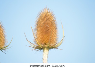 common teasel, Dipsacus fullonum