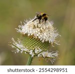 Common Teasel (Dipsacus fullonum) in bloom, springtime. Bumble bee - bombus terrestris lusitanicus gathering pollen. Oeiras, Lisbon, Portugal.