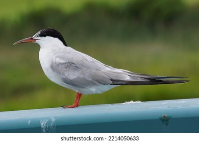 A Common Tern In Bayonne, New Jersey