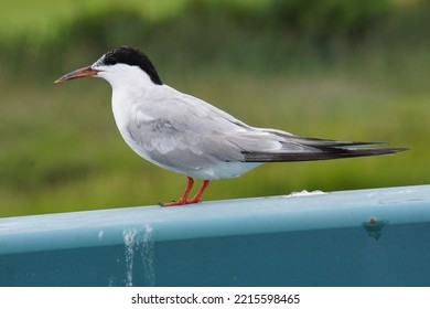 A Common Tern In Bayonne, New Jersey