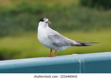 A Common Tern In Bayonne, New Jersey