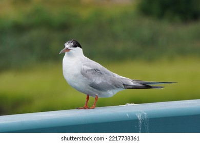 A Common Tern In Bayonne, New Jersey