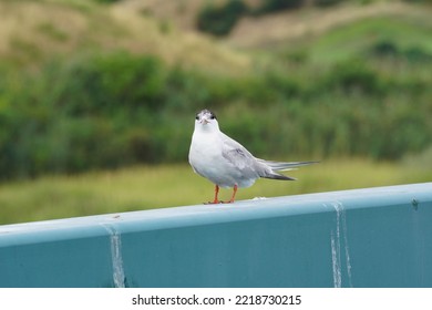 A Common Tern In Bayonne, New Jersey