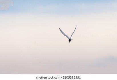 Common tern bird in flight looking for fish in water background