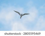 Common tern bird in flight soaring through bright blue sky background