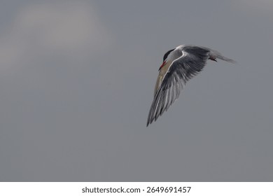 Common tern bird (Sterna hirundo) in flight with wings at the bottom of the downbeat so the head and beak are isolated against the wing with the lower body hidden