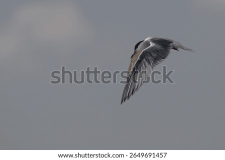 Common tern bird (Sterna hirundo) in flight with wings at the bottom of the downbeat so the head and beak are isolated against the wing with the lower body hidden
