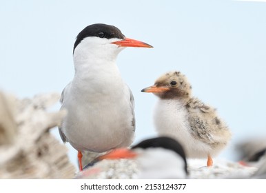 Common tern birds  in nesting period - Shutterstock ID 2153124377