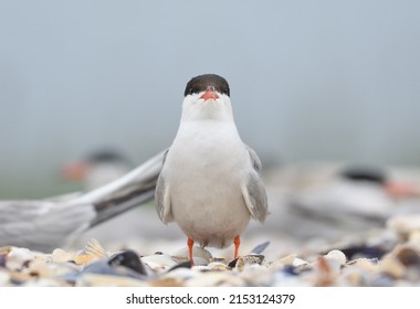 Common tern birds  in nesting period - Shutterstock ID 2153124379