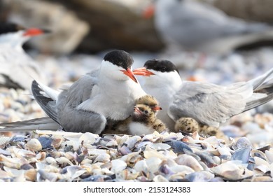 Common tern birds  in nesting period - Shutterstock ID 2153124383