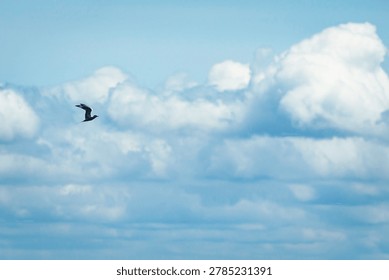 Common Tern Diving Above Dramatic White Clouds In Blue Sky. A common tern captured in flight while diving through a bright blue sky above large, soft white clouds. The bird appears small against the expansive sky, creating a sense of scale, freedom, movement, and open atmosphere. This wildlife photograph is ideal for themes of bird migration, seabird behavior, coastal nature, summer weather, freedom, travel, sky backgrounds, and dramatic cloudscapes.