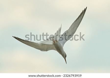 Common tern in fast flight. Flying upside down in the water. With spread wings. Genus Sterna hirundo