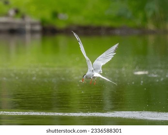 Common Tern in flight, gracefully capturing a fish in its beak.