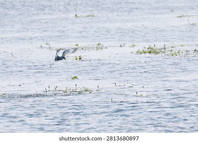Common tern in flight low over the lake with a fish in its beak, common tern with prey and outstretched wings over the lake, common tern with fish, water splashing around, Sterna hirundo