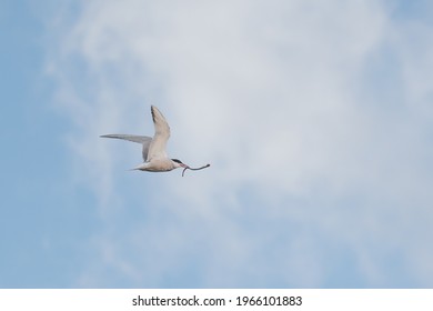 Common Tern In Flight With A River Lamprey