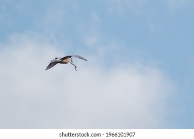 Common Tern In Flight With A River Lamprey